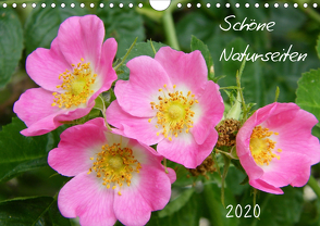 Schöne Naturseiten (Wandkalender 2020 DIN A4 quer) von Mahrhofer,  Verena