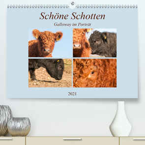 Schöne Schotten – Galloway im Porträt (Premium, hochwertiger DIN A2 Wandkalender 2021, Kunstdruck in Hochglanz) von Bölts,  Meike