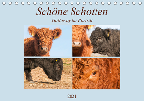 Schöne Schotten – Galloway im Porträt (Tischkalender 2021 DIN A5 quer) von Bölts,  Meike