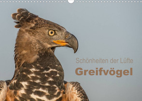 Schönheiten der Lüfte – Greifvögel (Wandkalender 2023 DIN A3 quer) von Brandt,  Tanja