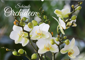 Schönste Orchideen (Wandkalender 2024 DIN A2 quer) von Kruse,  Gisela