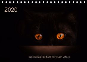 Schokoladige Britisch Kurzhaar Katzen (Tischkalender 2020 DIN A5 quer) von Bürger,  Janina