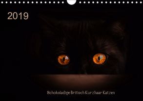 Schokoladige Britisch Kurzhaar Katzen (Wandkalender 2019 DIN A4 quer) von Bürger,  Janina