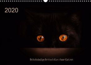 Schokoladige Britisch Kurzhaar Katzen (Wandkalender 2020 DIN A3 quer) von Bürger,  Janina