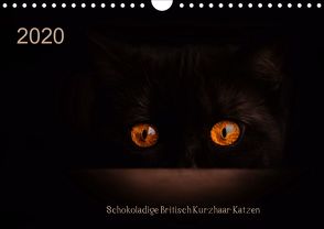 Schokoladige Britisch Kurzhaar Katzen (Wandkalender 2020 DIN A4 quer) von Bürger,  Janina