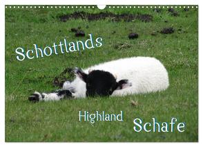 Schottlands Highland Schafe (Wandkalender 2024 DIN A3 quer), CALVENDO Monatskalender von ~bwd~,  ~bwd~