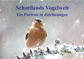 Schottlands Vogelwelt – Ein Porträt in Zeichnungen (Wandkalender 2023 DIN A2 quer) von Küster,  Friederike