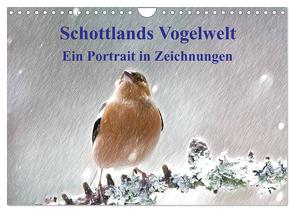 Schottlands Vogelwelt – Ein Porträt in Zeichnungen (Wandkalender 2024 DIN A4 quer), CALVENDO Monatskalender von Küster,  Friederike