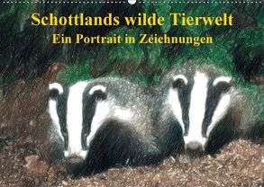 Schottlands wilde Tierwelt – Ein Porträt in Zeichnungen (Wandkalender 2018 DIN A2 quer) von Küster,  Friederike