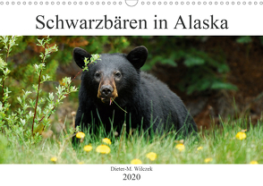 Schwarzbären in Alaska (Wandkalender 2020 DIN A3 quer) von Wilczek,  Dieter-M.