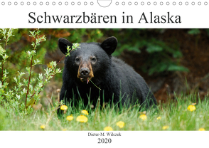 Schwarzbären in Alaska (Wandkalender 2020 DIN A4 quer) von Wilczek,  Dieter-M.