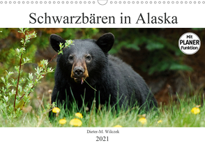 Schwarzbären in Alaska (Wandkalender 2021 DIN A3 quer) von Wilczek,  Dieter-M.