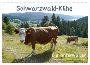 Schwarzwald-Kühe – Die Hinterwälder (Wandkalender 2024 DIN A2 quer), CALVENDO Monatskalender von Goldscheider,  Biothemen,  Stefanie