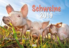 Schweine 2019