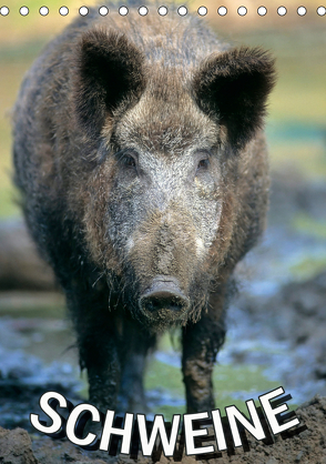 Schweine 2020 (Tischkalender 2020 DIN A5 hoch) von N.,  N.