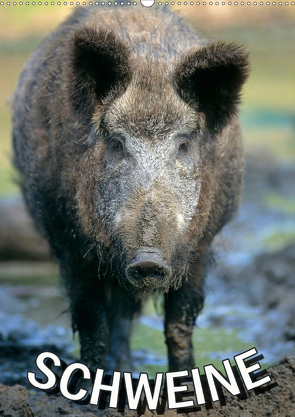 Schweine 2021 (Wandkalender 2021 DIN A2 hoch) von N.,  N.