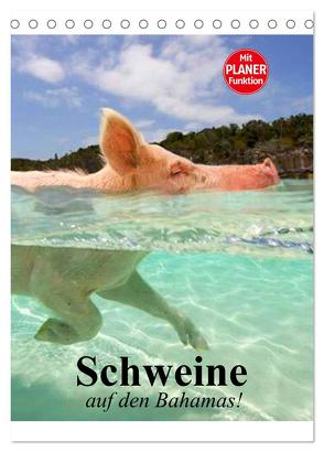 Schweine auf den Bahamas! (Tischkalender 2024 DIN A5 hoch), CALVENDO Monatskalender von Stanzer,  Elisabeth