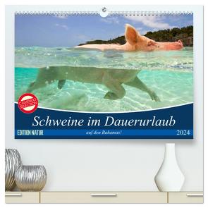 Schweine im Dauerurlaub auf den Bahamas! (hochwertiger Premium Wandkalender 2024 DIN A2 quer), Kunstdruck in Hochglanz von Stanzer,  Elisabeth