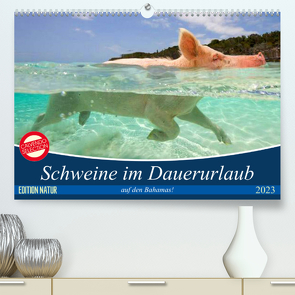 Schweine im Dauerurlaub auf den Bahamas! (Premium, hochwertiger DIN A2 Wandkalender 2023, Kunstdruck in Hochglanz) von Stanzer,  Elisabeth