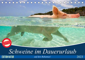 Schweine im Dauerurlaub auf den Bahamas! (Tischkalender 2023 DIN A5 quer) von Stanzer,  Elisabeth