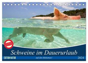 Schweine im Dauerurlaub auf den Bahamas! (Tischkalender 2024 DIN A5 quer), CALVENDO Monatskalender von Stanzer,  Elisabeth