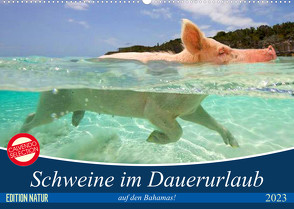 Schweine im Dauerurlaub auf den Bahamas! (Wandkalender 2023 DIN A2 quer) von Stanzer,  Elisabeth