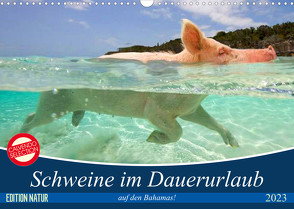 Schweine im Dauerurlaub auf den Bahamas! (Wandkalender 2023 DIN A3 quer) von Stanzer,  Elisabeth