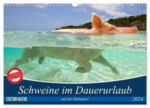 Schweine im Dauerurlaub auf den Bahamas! (Wandkalender 2024 DIN A3 quer), CALVENDO Monatskalender von Stanzer,  Elisabeth