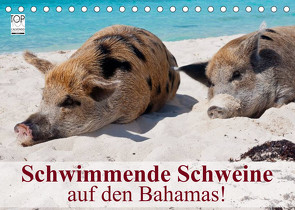 Schwimmende Schweine auf den Bahamas! (Tischkalender 2023 DIN A5 quer) von Stanzer,  Elisabeth