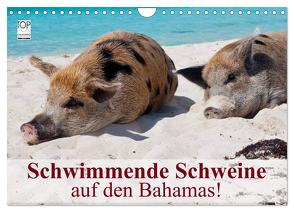 Schwimmende Schweine auf den Bahamas! (Wandkalender 2024 DIN A4 quer), CALVENDO Monatskalender von Stanzer,  Elisabeth