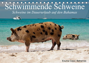 Schwimmende Schweine (Tischkalender 2023 DIN A5 quer) von Stanzer,  Elisabeth