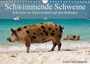 Schwimmende Schweine (Wandkalender 2023 DIN A4 quer) von Stanzer,  Elisabeth