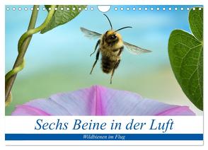 Sechs Beine in der Luft – Wildbienen im Flug (Wandkalender 2024 DIN A4 quer), CALVENDO Monatskalender von Skonieczny,  André