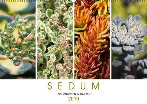 Sedum Schönheiten im Garten (Wandkalender 2019 DIN A2 quer) von Cross,  Martina