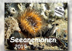 Seeanemonen (Tischkalender 2019 DIN A5 quer) von Heizmann,  Thomas