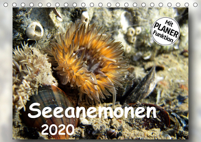 Seeanemonen (Tischkalender 2020 DIN A5 quer) von Heizmann,  Thomas