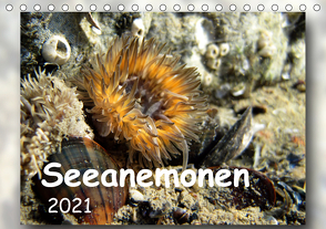 Seeanemonen (Tischkalender 2021 DIN A5 quer) von Heizmann,  Thomas