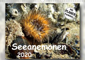 Seeanemonen (Wandkalender 2020 DIN A3 quer) von Heizmann,  Thomas