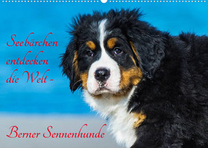 Seebärchen entdecken die Welt – Berner Sennenhunde (Wandkalender 2023 DIN A2 quer) von Starick,  Sigrid