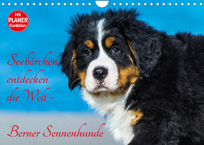 Seebärchen entdecken die Welt – Berner Sennenhunde (Wandkalender 2023 DIN A4 quer) von Starick,  Sigrid