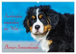 Seebärchen entdecken die Welt – Berner Sennenhunde (Wandkalender 2024 DIN A2 quer), CALVENDO Monatskalender von Starick,  Sigrid