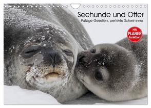 Seehunde und Otter. Putzige Gesellen, perfekte Schwimmer (Wandkalender 2024 DIN A4 quer), CALVENDO Monatskalender von Stanzer,  Elisabeth