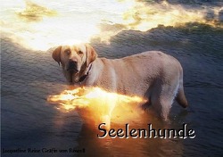 Seelenhunde von Gräfin von Rowell,  Jacqueline Reise