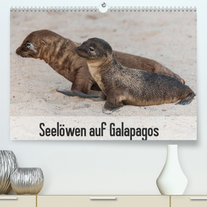 Seelöwen auf Galapagos (Premium, hochwertiger DIN A2 Wandkalender 2023, Kunstdruck in Hochglanz) von Reuke,  Sabine