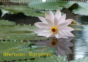 Seerosen – Symphony (Posterbuch DIN A3 quer) von Stephan,  Elisabeth