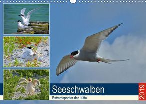 Seeschwalben – Extremsportler der Lüfte (Wandkalender 2019 DIN A3 quer) von Schaack,  René