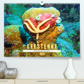 Seesterne – Kleine Wunder der Natur (Premium, hochwertiger DIN A2 Wandkalender 2023, Kunstdruck in Hochglanz) von Hess,  Andrea