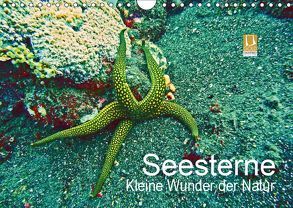 Seesterne – Kleine Wunder der Natur (Wandkalender 2019 DIN A4 quer) von Hess,  Andrea