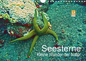 Seesterne – Kleine Wunder der Natur (Wandkalender 2020 DIN A4 quer) von Hess,  Andrea