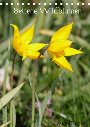 „Seltene Wildblumen“ (Tischkalender 2022 DIN A5 hoch) von Erlwein,  Winfried